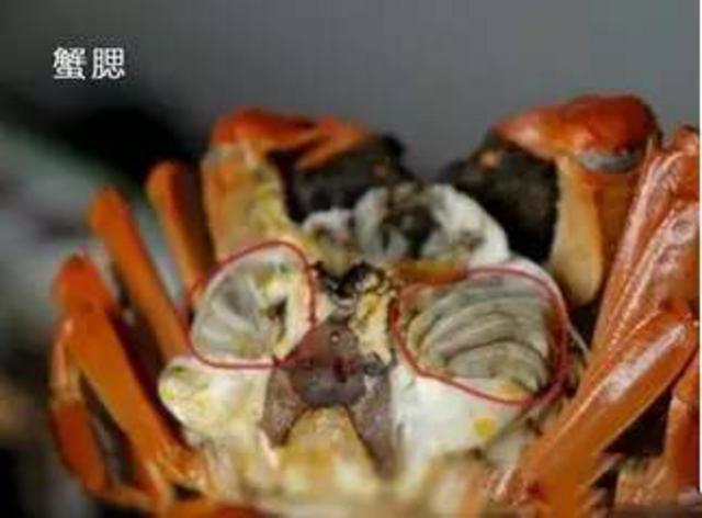 组图:关于秋季吃海鲜的常识和禁忌 拿好不谢! 组图:关于秋季吃海鲜的常识和禁忌 拿好不谢!