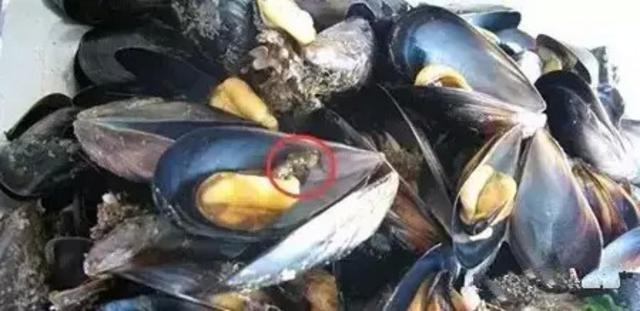 组图:关于秋季吃海鲜的常识和禁忌 拿好不谢! 组图:关于秋季吃海鲜的常识和禁忌 拿好不谢!