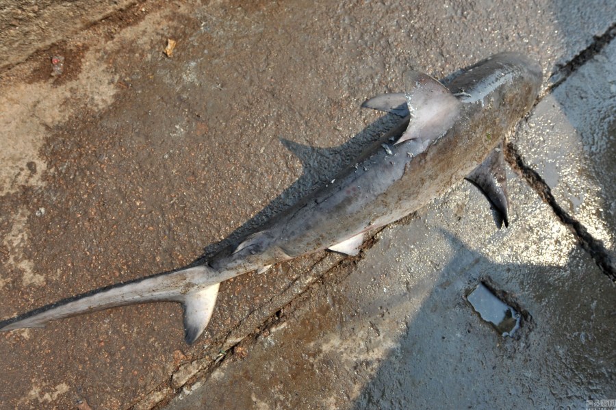 青岛两条小鲨鱼误撞网被捕获体长一米多组图