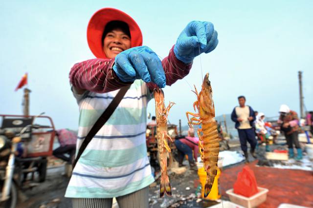 高清：青岛野生大虾论只卖 每只8元成抢手货