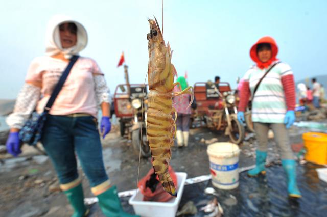 高清：青岛野生大虾论只卖 每只8元成抢手货