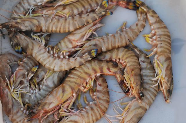 高清：青岛野生大虾论只卖 每只8元成抢手货