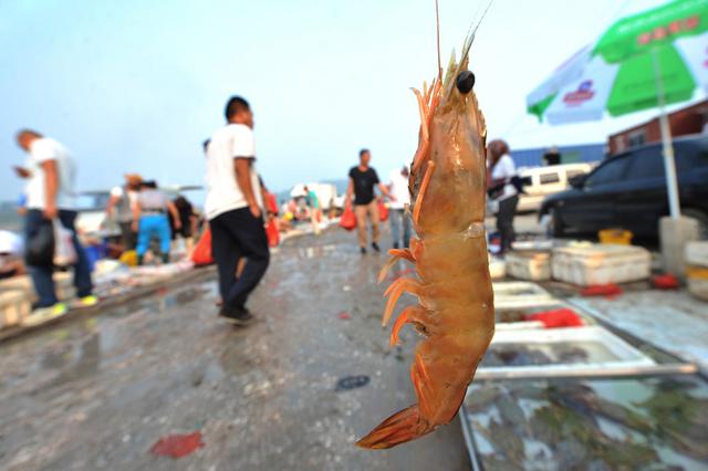 高清：青岛野生大虾论只卖 每只8元成抢手货