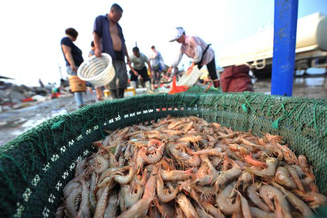 高清：青岛野生大虾论只卖 每只8元成抢手货