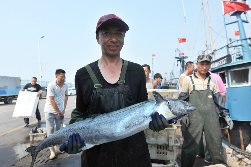 青岛海产丰收 一天4万斤秋鲅鱼卖出白菜价(图)