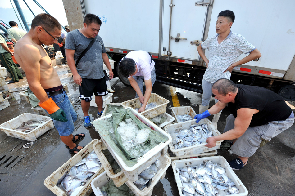 青岛海产丰收 一天4万斤秋鲅鱼卖出白菜价(图)