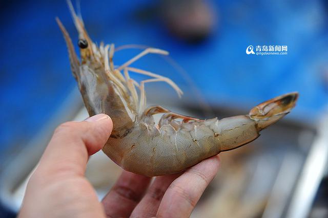 高清:竹节虾对虾肥美上岸 地道海捕大虾尝鲜喽 高清:竹节虾对虾肥美上岸 地道海捕大虾尝鲜喽