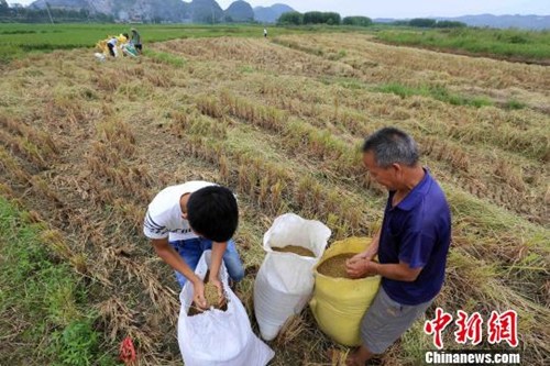 白露养生能吃啥？喝秋梨汤健脾 吃时令水果去燥