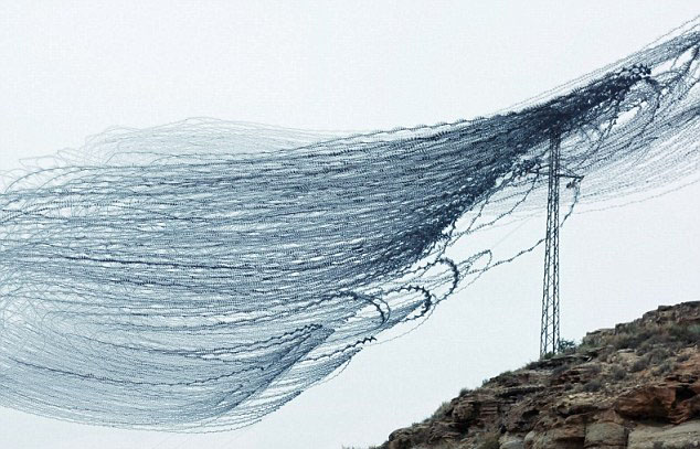 西班牙摄影师古老技术记录鸟飞翔轨迹