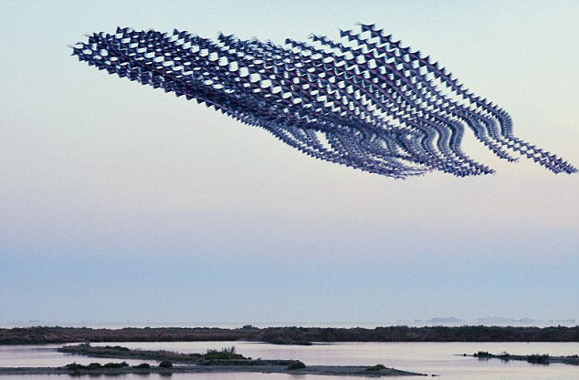 西班牙摄影师古老技术记录鸟飞翔轨迹