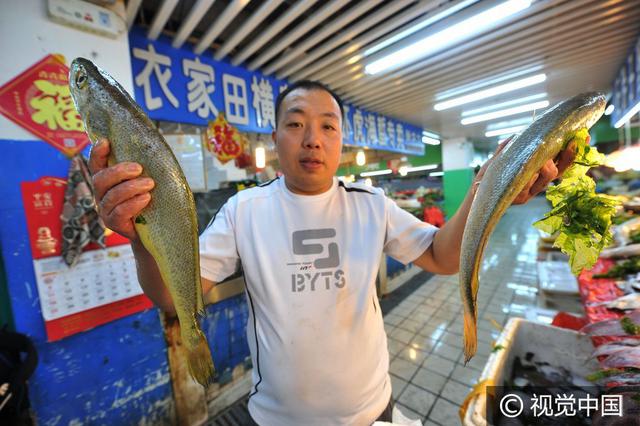 山东青岛捕获6条罕见大黄鱼 每斤售价2600元
