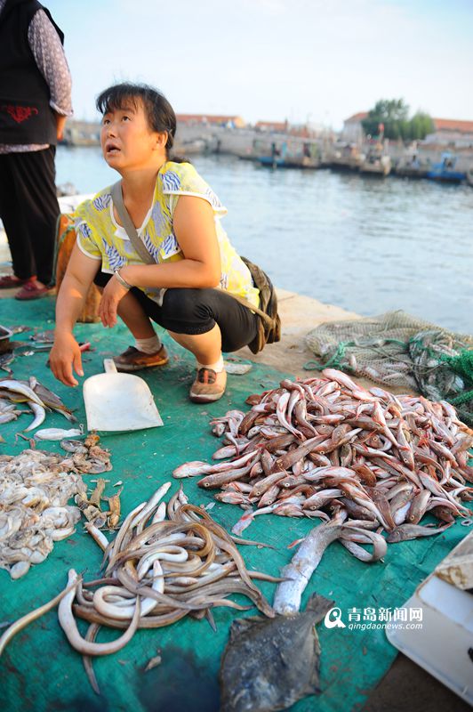 高清:青岛近海红头鱼汛 上岸价跌破每斤一块钱