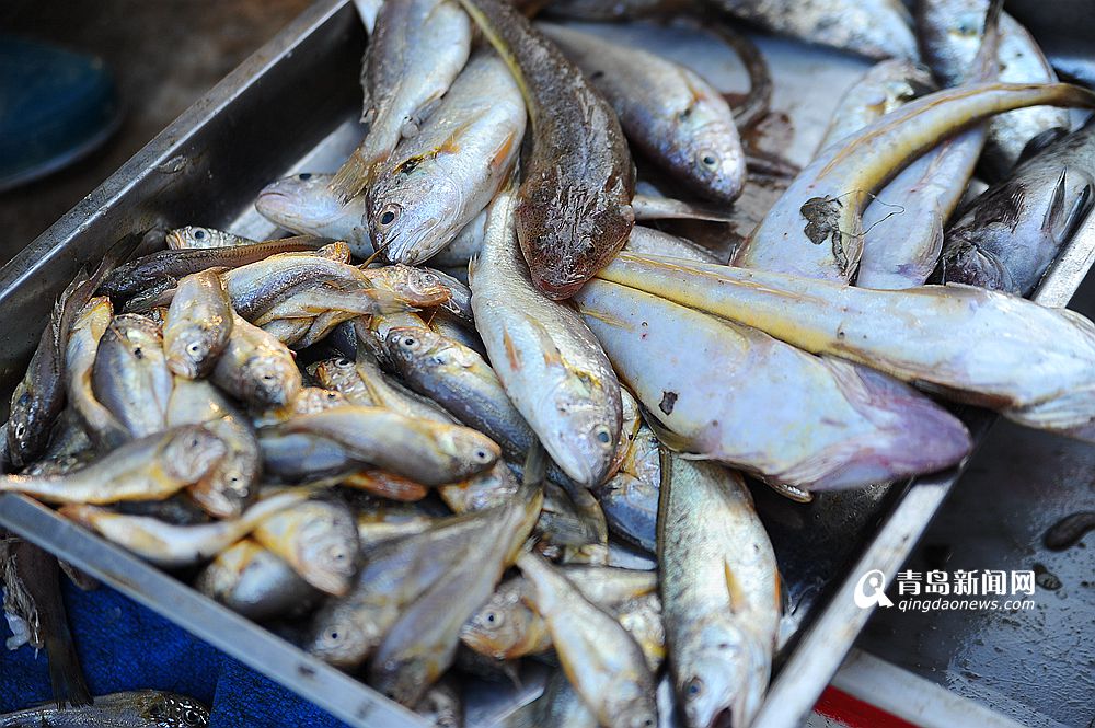 高清:青岛近海红头鱼汛 上岸价跌破每斤一块钱