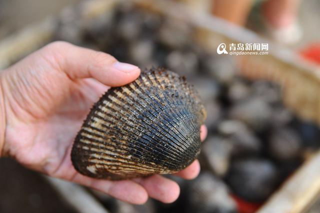 高清:产自深水每个6两重 巨型毛蛤蜊你吃过吗