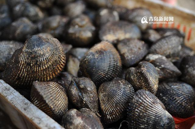 高清:产自深水每个6两重 巨型毛蛤蜊你吃过吗