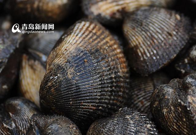 高清:产自深水每个6两重 巨型毛蛤蜊你吃过吗