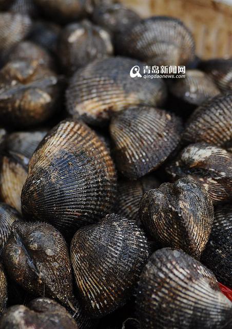 高清:产自深水每个6两重 巨型毛蛤蜊你吃过吗