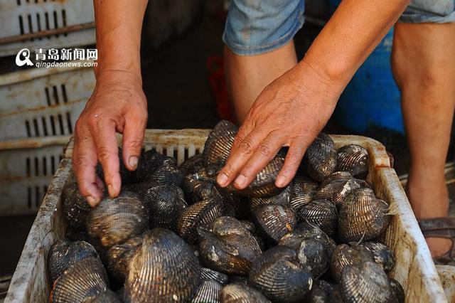 高清:产自深水每个6两重 巨型毛蛤蜊你吃过吗