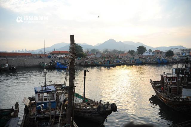 高清:产自深水每个6两重 巨型毛蛤蜊你吃过吗