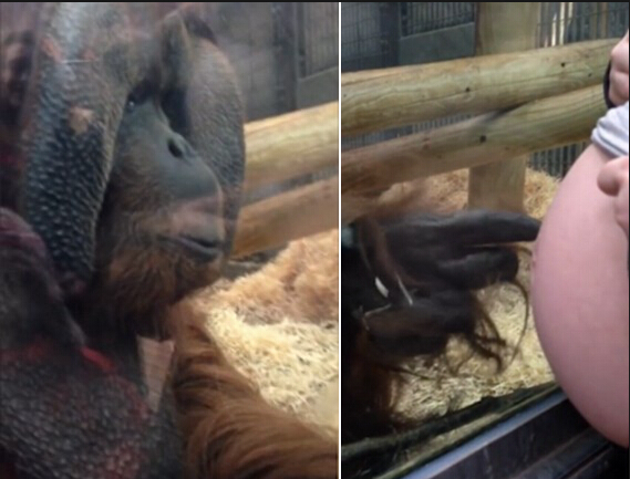 英国一大猩猩隔着玻璃抚摸孕妇肚子并献吻
