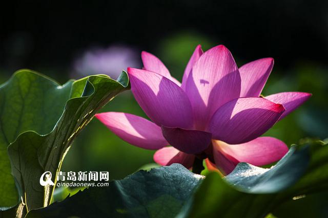 高清:实拍李村河荷花美景 绿叶红花相映红 高清:实拍李村河荷花美景 绿叶红花相映红