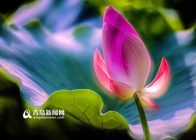高清:实拍李村河荷花美景 绿叶红花相映红 高清:实拍李村河荷花美景 绿叶红花相映红