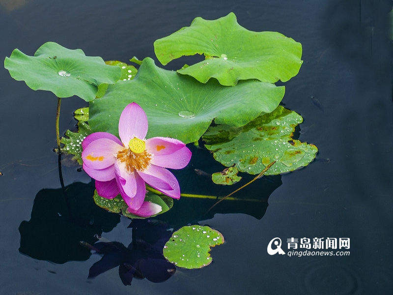 高清：实拍李村河荷花美景 绿叶红花相映红