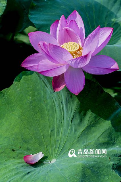 高清:实拍李村河荷花美景 绿叶红花相映红 高清:实拍李村河荷花美景 绿叶红花相映红