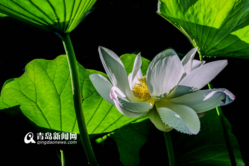 高清：实拍李村河荷花美景 绿叶红花相映红