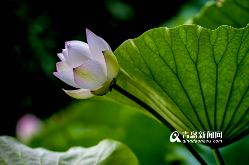 高清：实拍李村河荷花美景 绿叶红花相映红