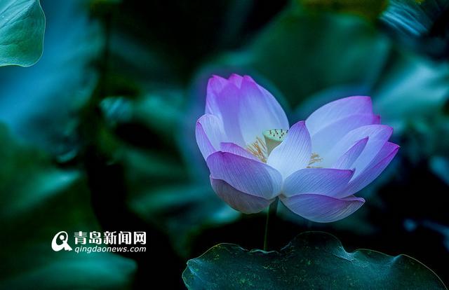 高清:实拍李村河荷花美景 绿叶红花相映红 高清:实拍李村河荷花美景 绿叶红花相映红