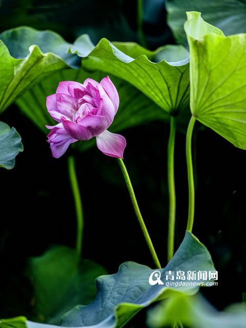 高清:实拍李村河荷花美景 绿叶红花相映红 高清:实拍李村河荷花美景 绿叶红花相映红