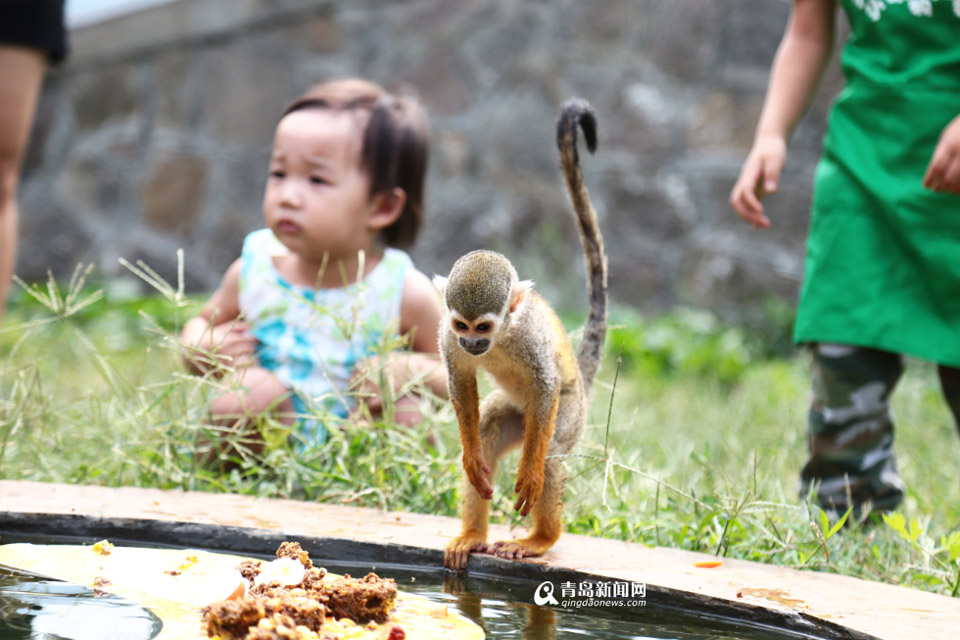 高清：猴子也过中秋节 水中捞月享用中秋大餐
