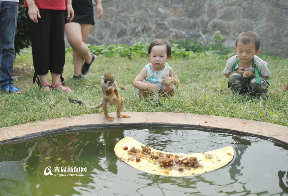 高清：猴子也过中秋节 水中捞月享用中秋大餐