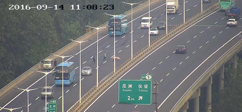 380斤肥猪途中&apos;跳车&apos;被捡走 民警交涉后归还