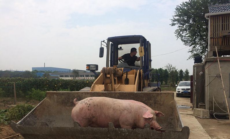 380斤肥猪途中&apos;跳车&apos;被捡走 民警交涉后归还