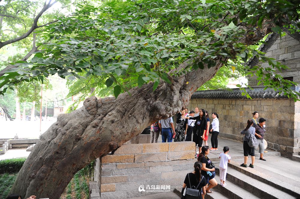 高清:崂山太清宫秋意色彩斑斓 妖娆花儿抢镜