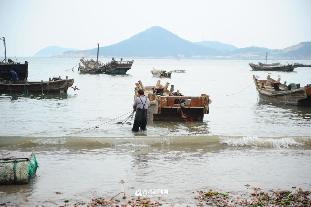 高清:流清湾扇贝大丰收 肉质肥美尝鲜正当时