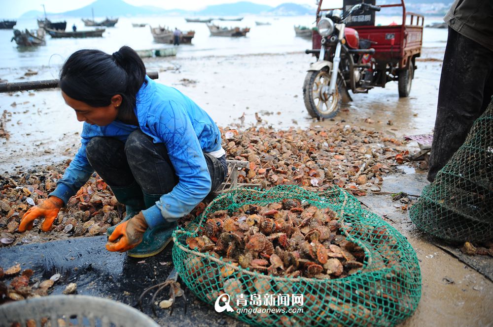 高清:流清湾扇贝大丰收 肉质肥美尝鲜正当时