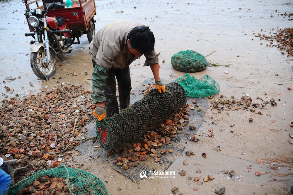 高清:流清湾扇贝大丰收 肉质肥美尝鲜正当时