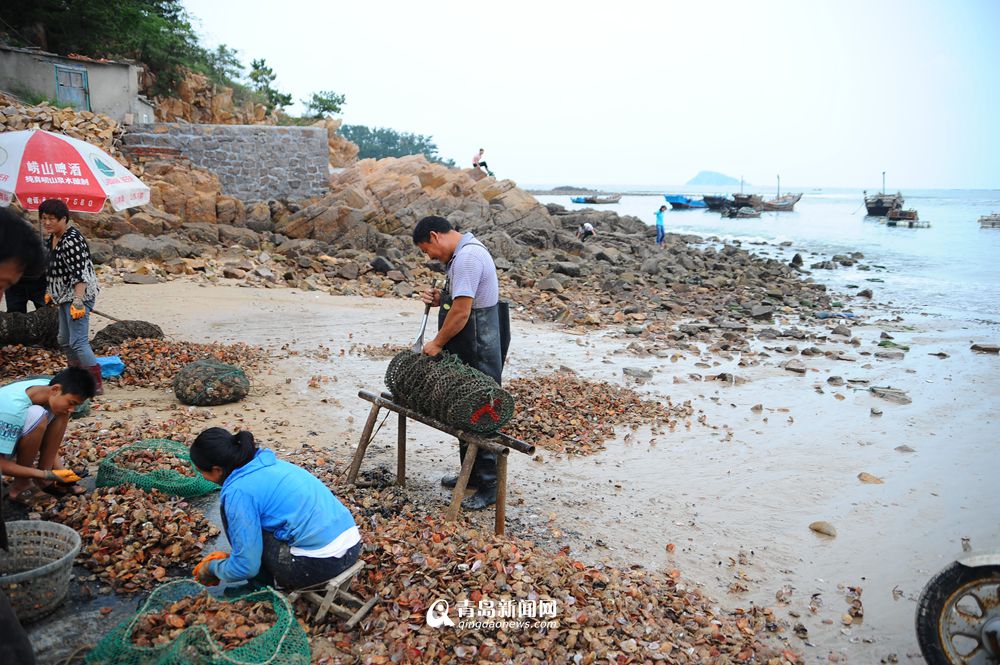 高清:流清湾扇贝大丰收 肉质肥美尝鲜正当时