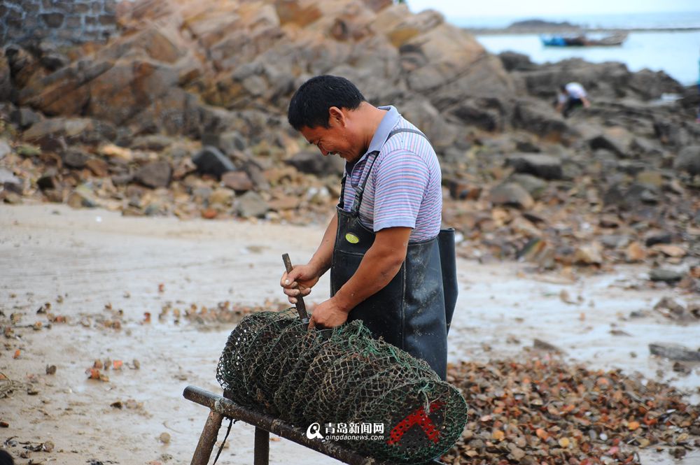 高清:流清湾扇贝大丰收 肉质肥美尝鲜正当时