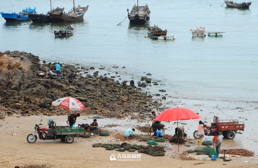 高清:流清湾扇贝大丰收 肉质肥美尝鲜正当时