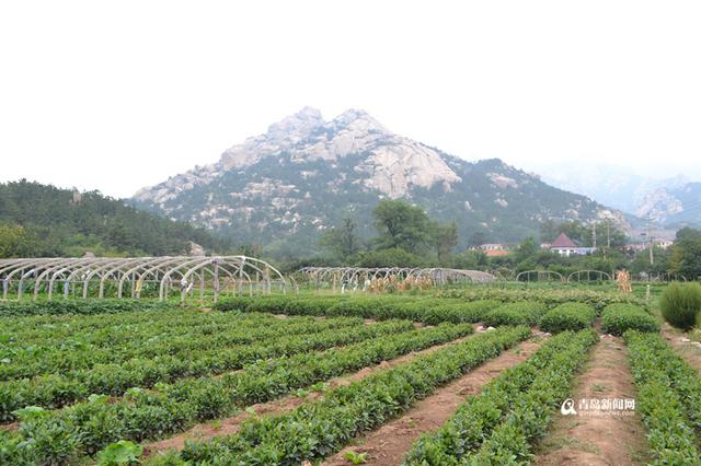 崂山晓望社区:二龙山畔茶香四溢 崂山晓望社区:二龙山畔茶香四溢