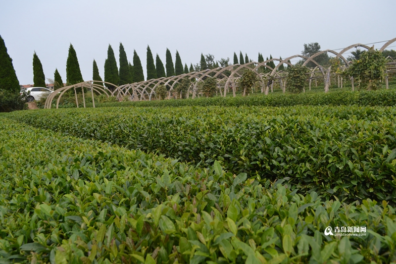 崂山晓望社区:二龙山畔茶香四溢