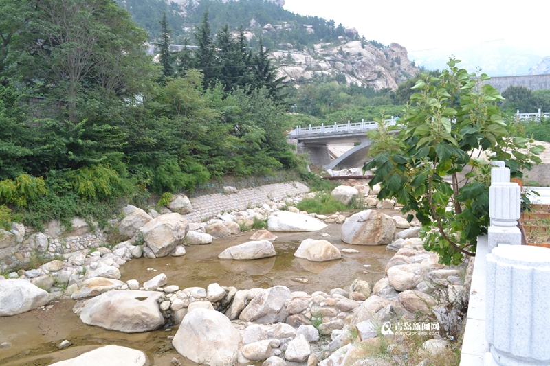 崂山晓望社区:二龙山畔茶香四溢