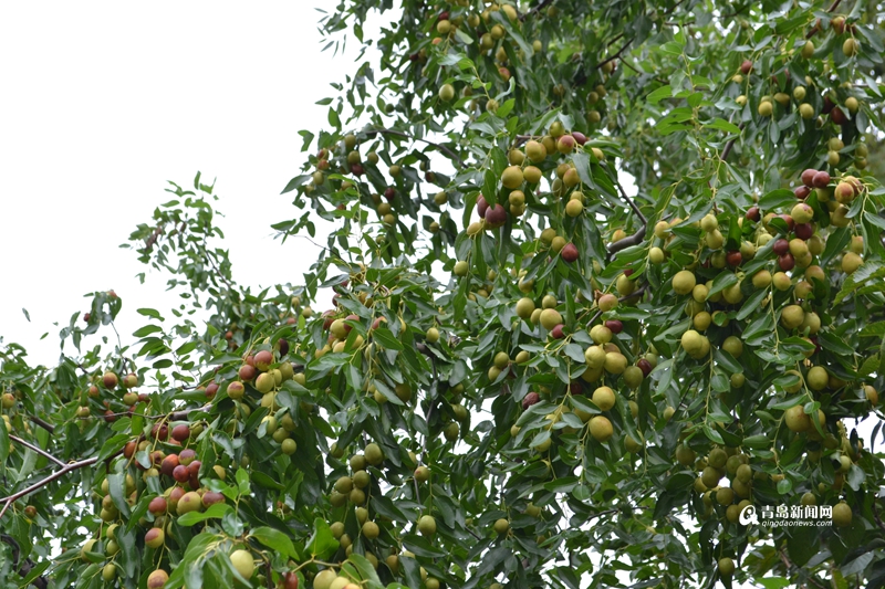 崂山晓望社区:二龙山畔茶香四溢