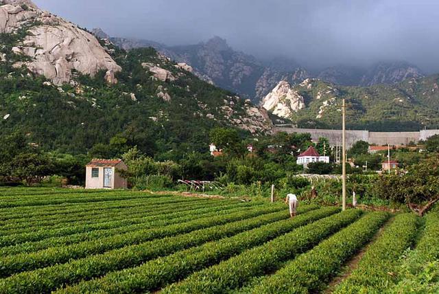 崂山晓望社区:二龙山畔茶香四溢 崂山晓望社区:二龙山畔茶香四溢