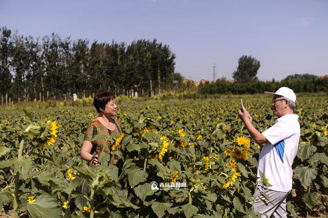 高清:摘果蔬品美食 来胶州洋河体验农家慢生活 高清:摘果蔬品美食 来胶州洋河体验农家慢生活
