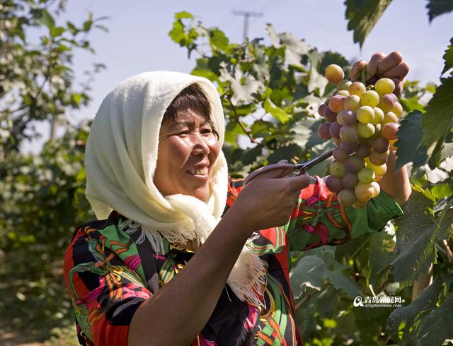 高清:摘果蔬品美食 来胶州洋河体验农家慢生活 高清:摘果蔬品美食 来胶州洋河体验农家慢生活